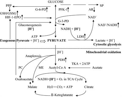 Pyruvate as a Potential Beneficial Anion in Resuscitation Fluids